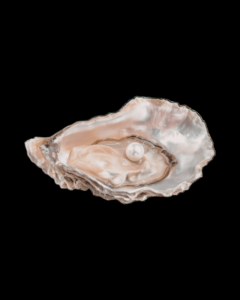 A pale pearl sat in an open oyster on a black background